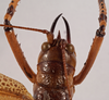 female head and pronotum, dorsal view (holotype). Depicts CollectionObject 1534505; fb31cbfd-ab02-49a8-9771-15fe1a7d62c8, a CollectionObject.