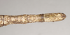 CollectionObject 1560499; NHMUK(SF IMPORT DUPLICATE) 845031, b7a4693e-b682-4524-86ad-f6d681aeedb5: copyright Natural History Museum, London. female: end of abdomen, dorsal view (holotype). (CollectionObject).