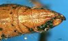 CollectionObject 1505370; 939d45b6-a1f9-4eda-b34e-04115791fd5b: female abdomen tip, dorsal view (holotype). (CollectionObject).