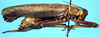male, lateral view (holotype). Depicts CollectionObject 1499296; d7a5ce65-61c5-4b70-8219-5e71bfa142dd, a CollectionObject.