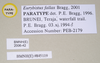 Eurybistus fallax Bragg, 2001: copyright Natural History Museum, London. male, data labels (paratype). (Otu).