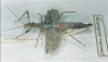 CollectionObject 1562363; c4f8cedb-7c42-435f-a4de-fa029c456b4e: copyright MNHN, Paris. female Xerosoma canaliculatum (holotype). (CollectionObject).
