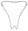 Rectimarginalis fuscospinosa (Brunner von Wattenwyl, 1891): Pl. XIV, Fig. 2. ventral outline of female subgenital plate. (Otu).
