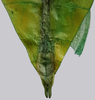 CollectionObject 1591377; 5e054ba6-7b06-4724-9629-4a05b374a677: copyright IMQC, Montreal. male end of abdomen, ventral view (holotype). (CollectionObject).