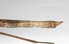CollectionObject 1559630; b7d92340-2c1b-49ff-9d01-0c91addb426e: copyright ZMB, Berlin. female: end of abdomen, lateral view (syntype). (CollectionObject).