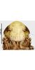 Head: face. (Observation).