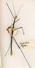 Oreophoetes peruana nigripes (Scudder, 1875): copyright ANSP. male Bacteria nigripes (holotype). (Otu).