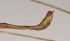 CollectionObject 1559546; NHMUK(SF IMPORT DUPLICATE) 844766, 7ba18df6-5bf1-402e-9090-f52d6be1091a: copyright Natural History Museum, London. male: end of abdomen, lateral view of Lopaphus langkawicus (holotype). (CollectionObject).