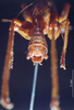 CollectionObject 1504999; 6fbb5288-90ad-4e75-9fca-7cf665f8355d: male cerci (syntype). (CollectionObject).