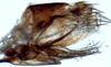 Pygofer, lateral view: !! display not done !! on Scaphytopius nigricollis (Ball, 1916): Ohio State U. (Observation).
