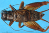 CollectionObject 1567477; 127f8291-efb9-4931-9e40-039aa375ca27: male, dorsal view (paratype). (CollectionObject).