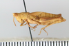 CollectionObject 1593078; b2757829-02e9-4694-9673-55fd6ac99e1d: female, lateral view (allotype of Pyrgomorphella predtetshenskii). (CollectionObject).