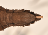 CollectionObject 1561574; 74591740-6a35-4808-a3b7-af4bc2cbcc59: copyright UMJO. female: end of abdomen, ventral view of Acanthoderus gravidus (holotype). (CollectionObject).