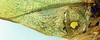 CollectionObject 1520726; 654ceaa3-2425-4f02-a926-c02a6aae7d86: male, base of left tegmen (syntype). (CollectionObject).