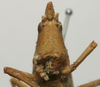 CollectionObject 1535038; 52052e5a-2fc6-48f8-829e-a9d8ab7a1da0: male face (holotype). (CollectionObject).