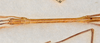 CollectionObject 1560741; 664ade49-f05f-4b0f-a5f8-289b7aaa2e39: copyright USNM, Washington. (CollectionObject).