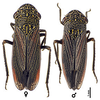 Habitus, dorsal view: U.S.A., Michigan, Baraga Co., INHS. (Observation).