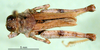 CollectionObject 1571075; dc2a7b19-b8b2-4e97-aaab-1dcf199a6fd1: male, dorsal view (paralectotype). (CollectionObject).