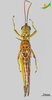 CollectionObject 2277239; 710cb5f6-e533-47fd-ad7d-70d39f276e77, Unioeste Cascavel K-1290: Female, ventral view. (CollectionObject).