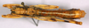 CollectionObject 1499273; 44a4a234-c4a8-4b43-b358-54a2ec224aa6: male, dorsal view (holotype). (CollectionObject).