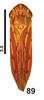 Habitus, dorsal view on Apogonalia stalii (Signoret, 1856): (Observation).