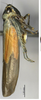 Habitus, lateral view on Atkinsoniella albimacula Yang & Li, 2002: (Observation).