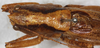 CollectionObject 1531377; 803053cb-4756-4baa-b6a0-d56d51b3ea07: male, dorsal view. (CollectionObject).