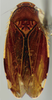 Habitus, dorsal view on Pseudocostanana santana (DeLong & Wolda, 1983): Male specimen [DZUP]: habitus, dorsal view. (Observation).