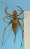 CollectionObject 1542920; 11d8cfa1-dc55-42e8-9fe8-666f844e2483: female, dorsal view (allotype of Cerberodon cuiabensis). (CollectionObject).