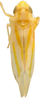 Habitus, dorsal view on Erythridula magnacalx (Beamer, 1930): Habitus (INHS collection). (Observation).