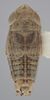 Habitus, dorsal view on Athysanella (Pedumella) recurvata (Osborn, 1930): Dorsal - Male. (Observation).