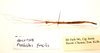 CollectionObject 1560038; f39289b9-11b2-460c-8e56-308ee44bff1d: copyright ZRC Singapore. male, ventral view (holotype). (CollectionObject).