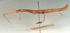CollectionObject 1562375; 3d377555-2c73-4a1c-878b-711f1e53cb9b: copyright MNHN, Paris. male, lateral view (holotype). (CollectionObject).
