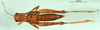 CollectionObject 1502803; d35ad958-f308-4db3-bc50-ef59fffb69fc: female, dorsal view (syntype of Serpusia deminuta). (CollectionObject).