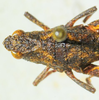 CollectionObject 1526831; ba5055e5-ad07-4767-82f5-fff6f40a7b42: female head and pronotum, dorsal view (paratype). (CollectionObject).