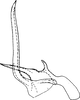 Aedeagus, lateral view on Chlorita (Chlorita) viridula (Fallén, 1806): Aedeagus, lateral view (Norway). (Observation).