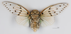 Habitus ventral view: !! display not done !! on Ayuthia spectabile Distant, 1919: (Toulouse) Ayuthia spectabile MHNT CUT 2022.23.1 - Male. Tapah Hills, Perak, Malaysia. (Observation).