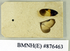 Holocompsa tolteca Saussure & Zehntner, 1894: Copyright Natural History Museum, London. Holotype (adult female) in BM(NH). Wing. (Otu).