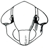 Head: Endria inimica, face. (Observation).