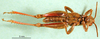 CollectionObject 1569267; a33551a5-a498-4201-a0f8-cee708c821a5: male, ventral view (paratype of Microcatantops brachypterus). (CollectionObject).