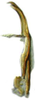 Aedeagus, lateral view: (Observation).