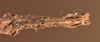 CollectionObject 1561273; 1a6c7736-f0c9-4736-9f29-09515cd4c42c: copyright OUMNH. female: end of abdomen, ventral view (holotype). (CollectionObject).