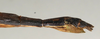 CollectionObject 1560367; NMW 1128', 84976c20-7d6f-4721-97de-97a0398a2d00: copyright NMW, Vienna. female: end of abdomen, lateral view (syntype). (CollectionObject).