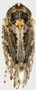 Habitus, dorsal view on Concavifer marmoratus Dlabola, 1960: male. (Observation).