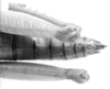 CollectionObject 1526824; 31472076-547c-427c-95ef-5b9bac53a247: male, abdomen end, dorsal view. (CollectionObject).