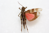 CollectionObject 1581012; 2902210c-c4d3-4ae5-b2ff-761e11c3deb8: male, dorsal view (syntype). (CollectionObject).
