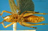 CollectionObject 1505293; 872ccf49-e64d-4c31-8acb-65d5d591fe34: male, ventral view (holotype). (CollectionObject).