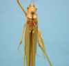 CollectionObject 1542780; 7014cd85-09ea-4faa-a04d-82b016c177d7: male, anterior part of the tegminas dorsal view (holotype). (CollectionObject).