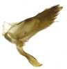 Pygofer, lateral view on Caetana pulchra Domahovski, Gonçalves, Takiya & Cavichioli, 2019: Male holotype [DZUP]: pygofer, valve, subgenital plate and anal tube, lateral view. (Observation).