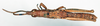 CollectionObject 1578629; 2ebc4c00-75e1-47a2-9145-2e3d084c518e: male, dorsal view (paralectotype). (CollectionObject).